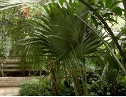 Photo Textures of Tropical Plants